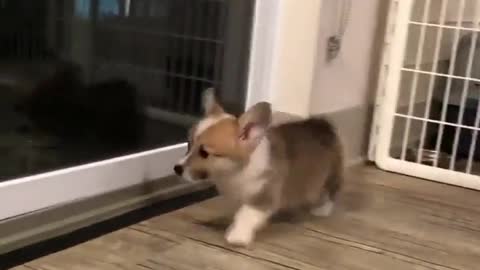 Cute Corgi figuring to go outside