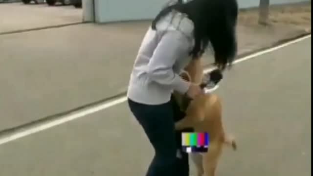 Cachorro tenta cruzar com o repórter!