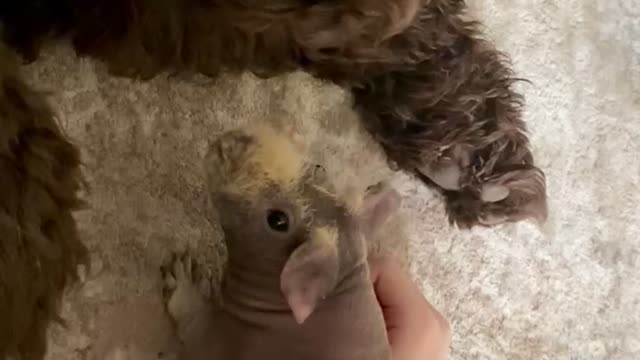 Skinny pig and friendly giant