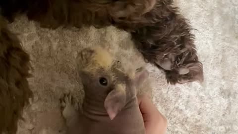 Skinny pig and friendly giant