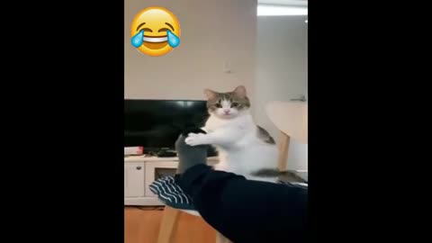 Funny video of Animal