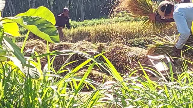 The Rice Harvest