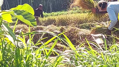 The Rice Harvest