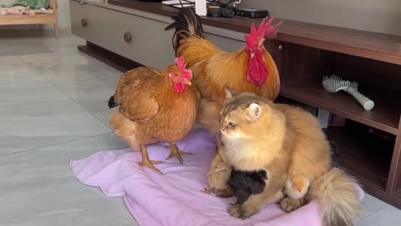 Cat and Hen