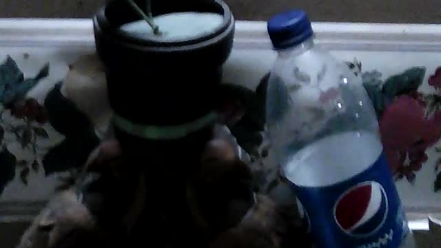 Rose flower with an empty water bottle