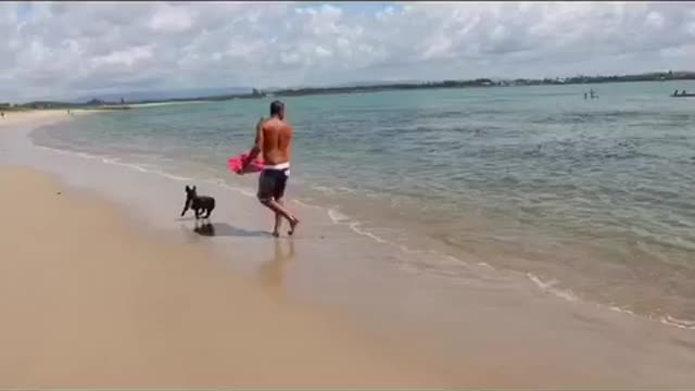 Frenchie ripping it up on a skimboard