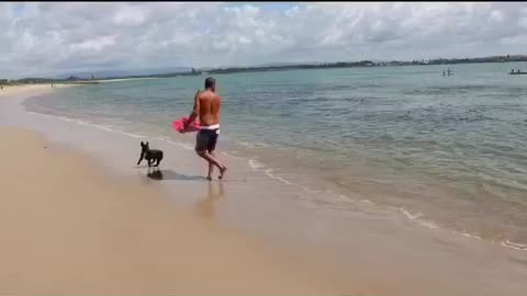 Frenchie ripping it up on a skimboard