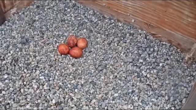 bird