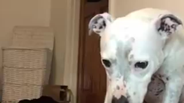 Best fallow dog