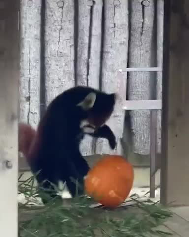 Funny battle of red panda with pumpkin