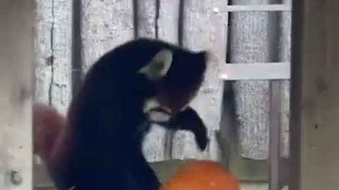 Funny battle of red panda with pumpkin