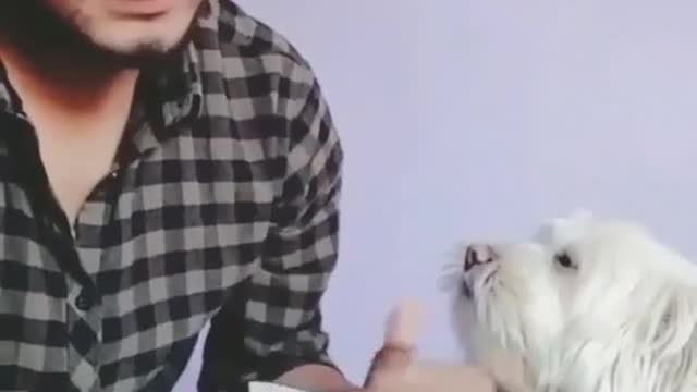 Dog and owner counting money