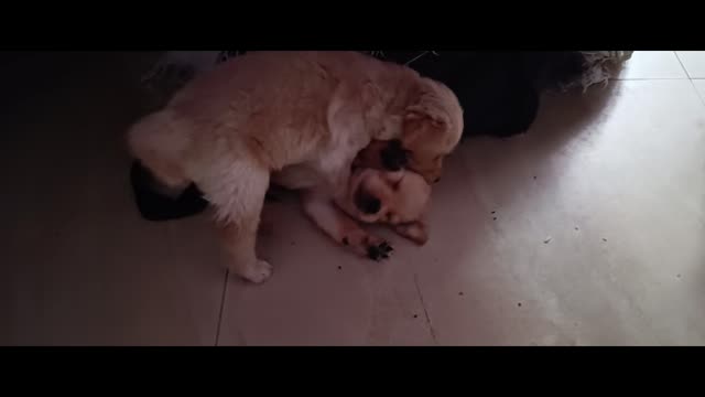 Very cute golden retriever puppies playing