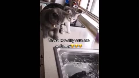 Cute 🥰 Funny 😂cat video lovely 😍