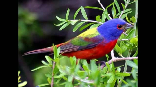 beautiful images of the rarest birds to be found in nature