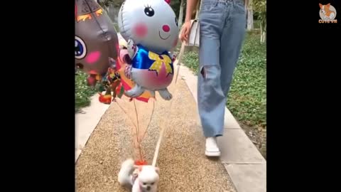 Cute Pets Tiktok compilation