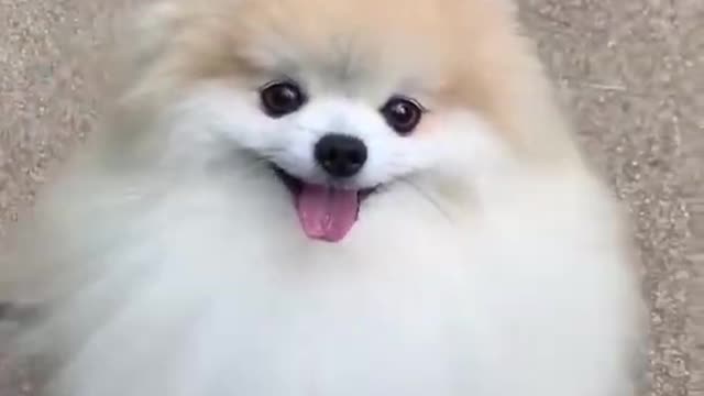 Cute animals beutifull dog video 😍❤