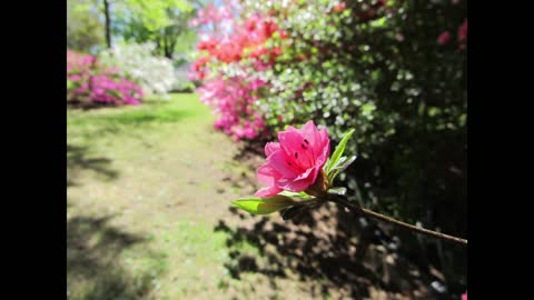 Springtime in East Tennessee