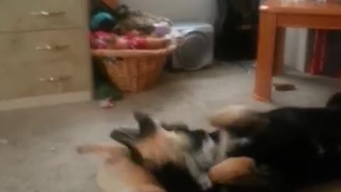 Chasing tails and doggie wrestling lol