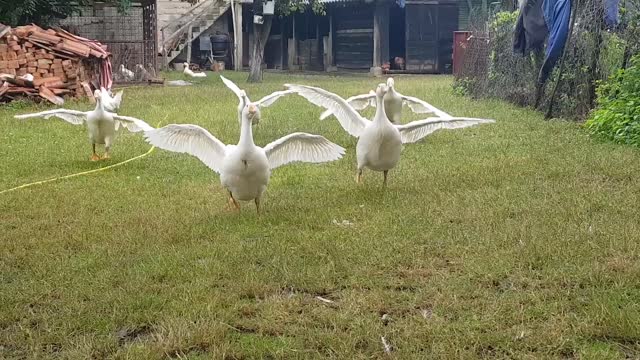 Geese rush in delight to owner's call