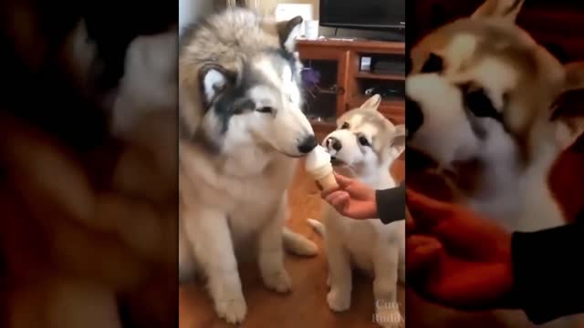 Dog and Puppy Ice Cream