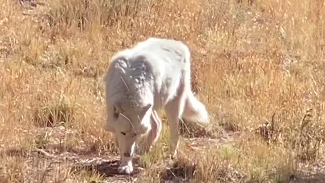 Arctic Wolves