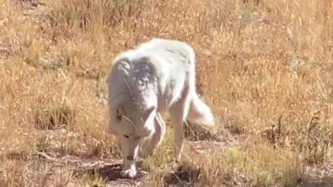 Arctic Wolves