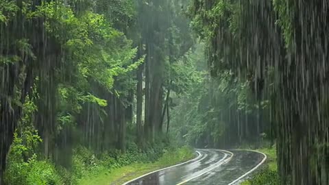 Calm rain video on the road in the middle of the forest