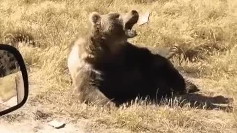 smart brown bear