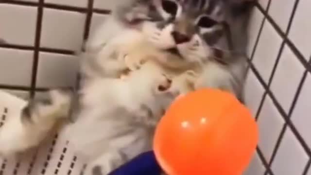 😹Funny CAT Video😹