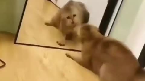 Cat/ This video made my day wonderful