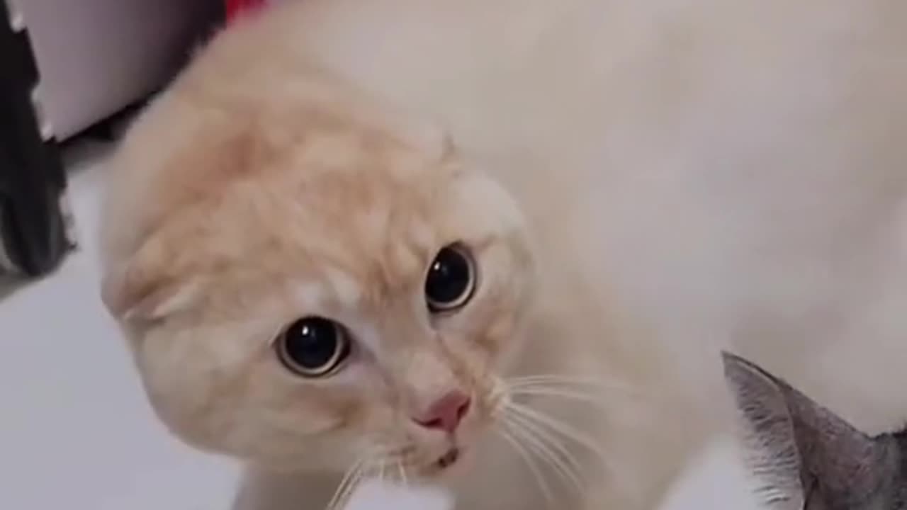 Funny cat video | cats funny video 🤣