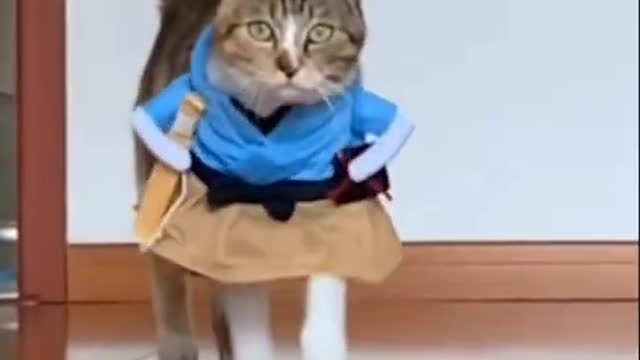 .Cats and dogs _ cats meowing _ cats funny videos #shorts