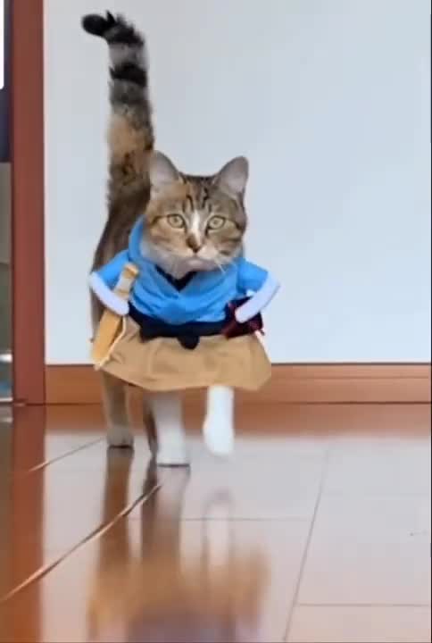 .Cats and dogs _ cats meowing _ cats funny videos #shorts