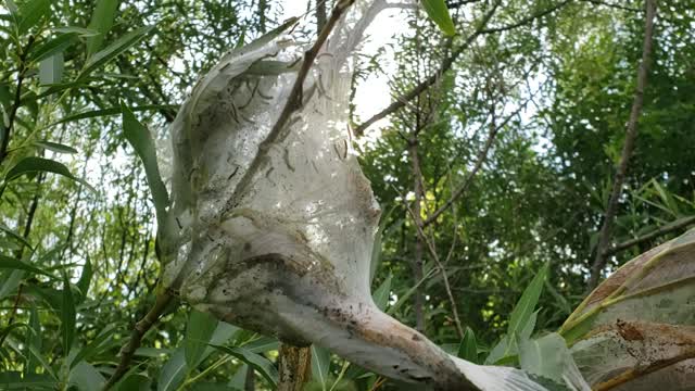 Hilarious Rave Dancing caterpillars