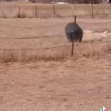 Turkey tiktok funy video