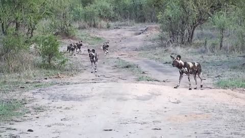 Best attack wild Epic Battle Of Wild dogs vs Animals i