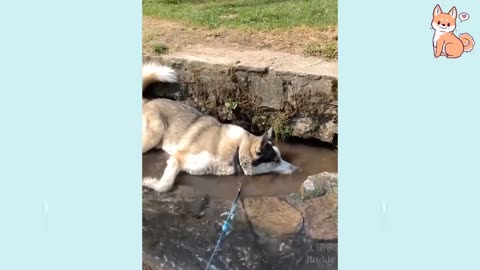 Funniest Confused Dogs Compilation pistas