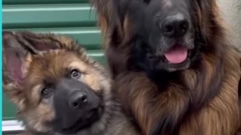 Germany Shepard puppies | Are you recording me fool?