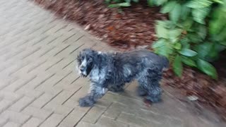 Blue roan cocker