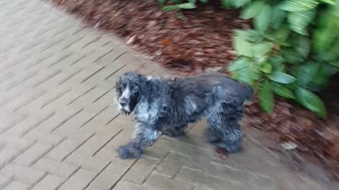 Blue roan cocker