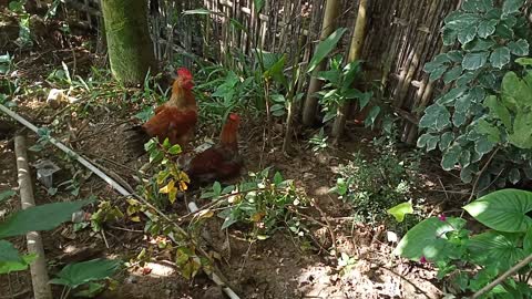 Deshi local cock