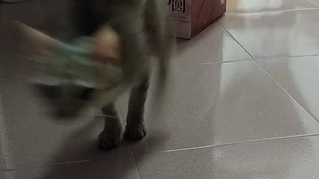 A Cat jumping in the box