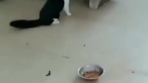 WATCH CAT AND DOG PLAYING TOGETHER