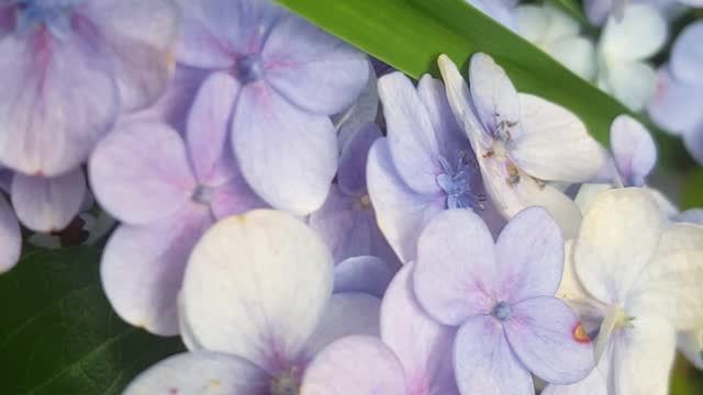 Shyni blue flowers