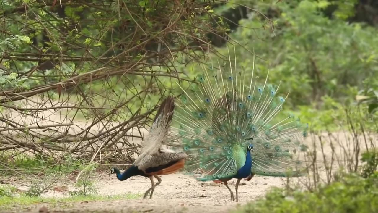 Show and teach children birds and animals in the forest