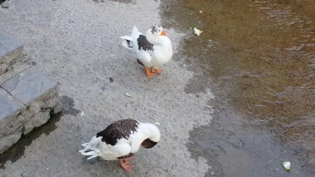 cute ducks wash and play Ducks raised brought up