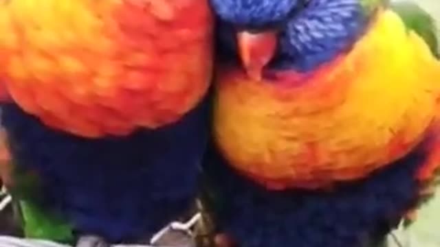 rainbow birds