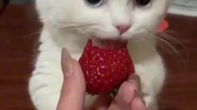 Cut cat video