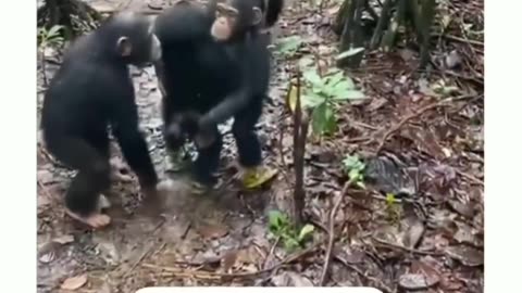 Animal fact gorilla